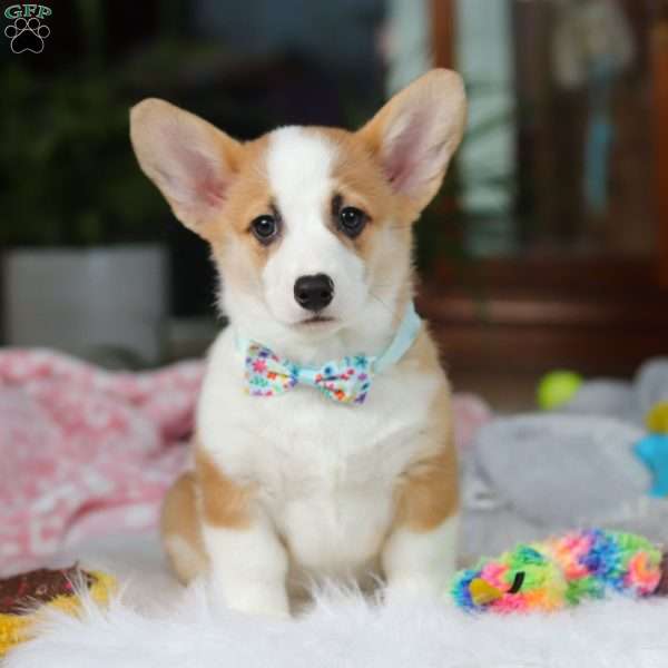 Hendricks, Pembroke Welsh Corgi Puppy